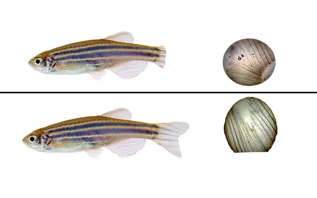 Zebrafish Regeneration
